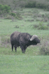 Cape Buffalo (Syncerus caffer caffer)