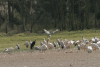 Hovering Female African Pied