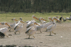 Great White Pelican (Pelecanus onocrotalus)