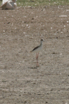 Black-winged Stilt (Himantopus himantopus)