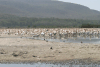 Great White Pelican (Pelecanus onocrotalus)