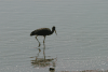 Black Stork (Ciconia nigra)