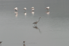 Western Grey Heron (Ardea cinerea cinerea)