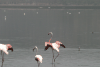 Greater Flamingo (Phoenicopterus roseus)