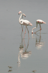 Greater Flamingo (Phoenicopterus roseus)