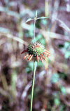 Lion's Ear (Leonotis nepetifolia)