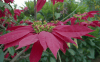 Poinsettia (Euphorbia pulcherrima)