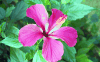 Hibiscus (Hibiscus sp.)