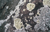 Lichen