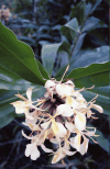 Yellow Ginger (Hedychium flavescens)