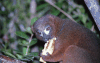 Red-bellied Lemur Eating Banana