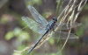 Dragonfly (Anisoptera fam.)