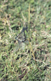 Mating Dragonflies Quite Contortionists