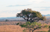 Acacia Tree Central Savanna