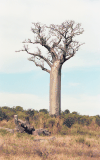 Baobab (Adansonia sp.)