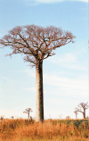 Baobab (Adansonia sp.)