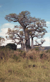 Baobab (Adansonia sp.)