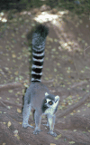 Ring-tailed Lemur (Lemur catta)