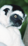 Verreaux's Sifaka (Propithecus verreauxi)