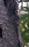 White-footed Sportive Lemur (Lepilemur leucopus)