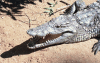 Malagasi Crocodile (Crocodylus niloticus madagascariensis)