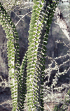 Madagascar Ocotillo (Alluaudia procera)