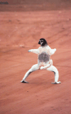 Verreaux's Sifaka (Propithecus verreauxi)