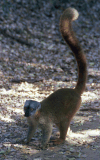 Brown Lemur (Eulemur fulvus)