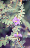 Porcupine Tomato (Solanum pyracanthos)