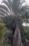 Large Palm Tree