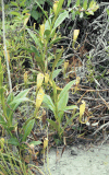 Madagascar Pitcher Plant (Nepenthes madagascariensis)