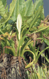 Elephant Ear (Alocasia macrorrhizos)