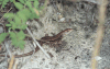 Skink