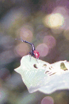 Giraffe Weevil (Trachelophorus giraffa)