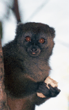 Eastern Lesser Bamboo Lemur (Hapalemur griseus)