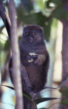 Eastern Lesser Bamboo Lemur (Hapalemur griseus)