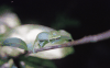 Small Chameleon