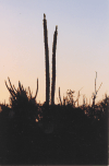 Spiny Forest Dusk