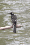 Panafrican Pied Wagtail (Motacilla aguimp vidua)