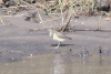 Common Sandpiper (Actitis hypoleucos)