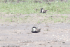 Spur-winged Lapwing (Vanellus spinosus)