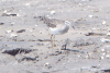 Wood Sandpiper (Tringa glareola)