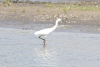 Western Little Egret (Egretta garzetta garzetta)