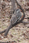 Southern Red-billed Hornbill (Tockus rufirostris)