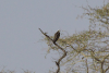 Osprey (Pandion haliaetus)