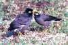 Birds on Mauritius