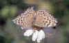 Argynnis paphia