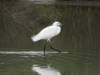 Birds in Montenegro