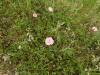 Elegant Bindweed (Convolvulus althaeoides tenuissimus)