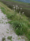 Branched Asphodel (Asphodelus ramosus)